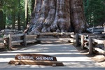 General Sherman 38