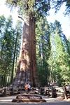 General Sherman 39