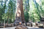 General Sherman 40