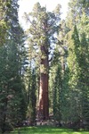General Sherman 41