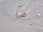 Beach Santa 17