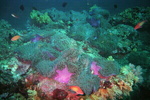 Thailand 13