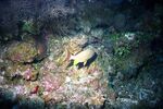 Grand Cayman 15