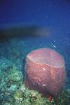 Grand Cayman 16
