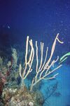 Grand Cayman 18
