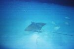 Grand Cayman 19