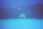 Grand Cayman 20