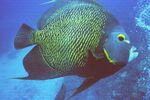 Grand Cayman 24