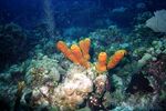 Grand Cayman 25