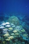 Grand Cayman 26