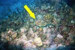 Grand Cayman 27