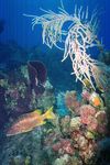 Grand Cayman 29