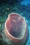 Grand Cayman 30