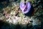 Grand Cayman 31