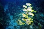 Grand Cayman 33