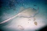 Grand Cayman 34