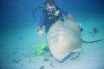 Grand Cayman 35