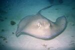Grand Cayman 36
