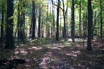 Yellow Springs 03