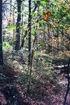 Yellow Springs 08