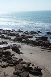 CA Turkeys 15