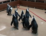 Party Penguins