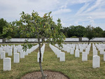 Nice Tree