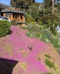 Blossom Carpet