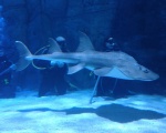 Shark Ray